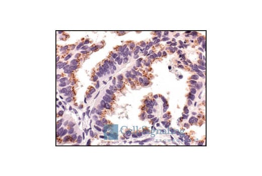 Immunohistochemistry Image 3: Smac/Diablo (79-1-83) Mouse Monoclonal Antibody