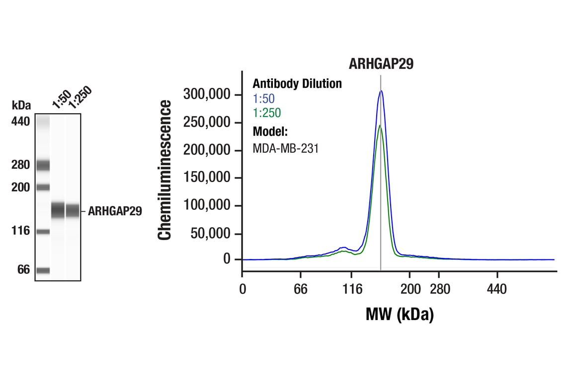 Western Blotting Image 1: ARHGAP29 (F6O5B) Rabbit Monoclonal Antibody
