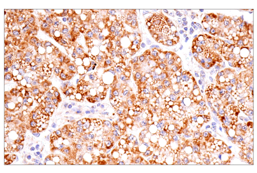 Immunohistochemistry Image 1: Cox2 (D5H5) XP<sup>®</sup> Rabbit mAb (BSA and Azide Free)