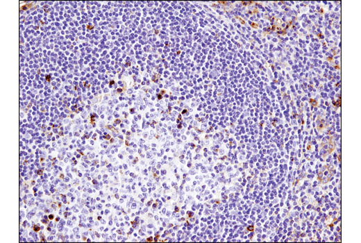 Immunohistochemistry Image 1: VISTA (D1L2G<sup>™</sup>) Rabbit Monoclonal Antibody (BSA and Azide Free)