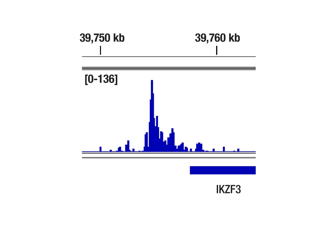 CUT & Tag Image 1: Ikaros (D10E5) Rabbit Monoclonal Antibody