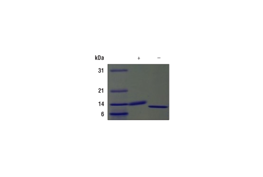 undefined Image 2: Mouse GM-CSF Recombinant Protein