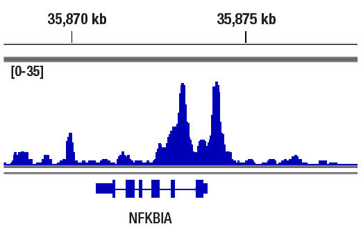 undefined Image 6: NF-kappaB Family Antibody Sampler Kit II