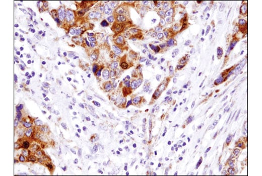 Immunohistochemistry Image 1: Smac/Diablo (D5S3R) Rabbit Monoclonal Antibody