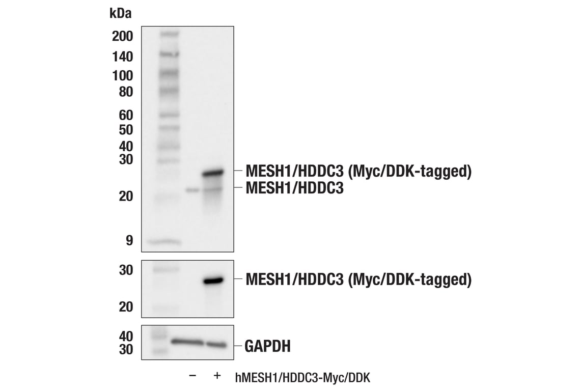 Western Blotting Image 3: MESH1/HDDC3 (E2U8P) Rabbit Monoclonal Antibody