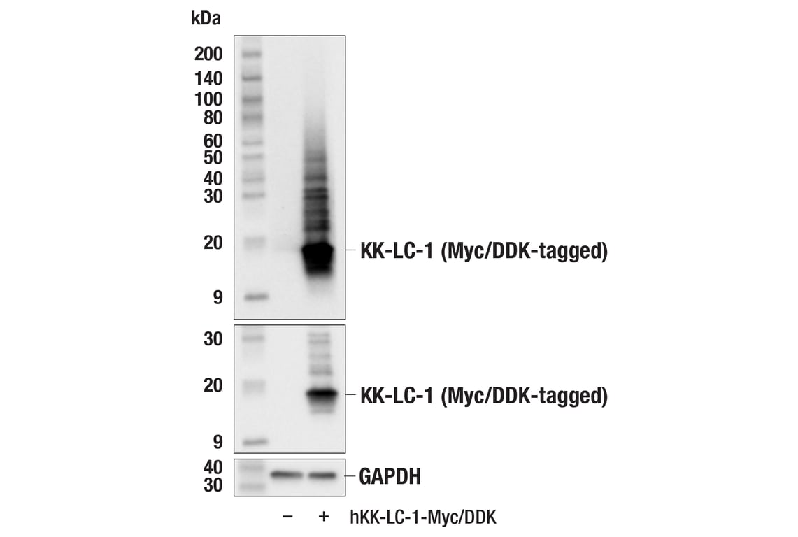 Western Blotting Image 2: KK-LC-1 (F3U6C) Rabbit Monoclonal Antibody