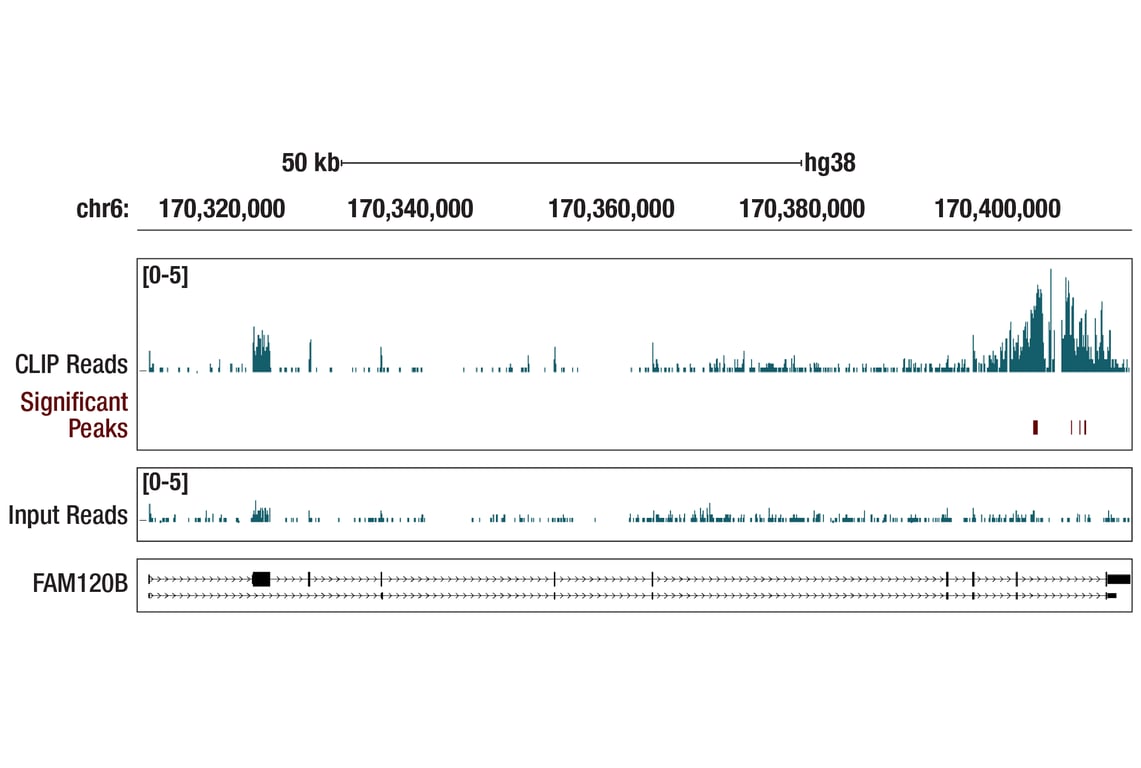 eCLIP Image 1: RACK1 (D59D5) Rabbit Monoclonal Antibody