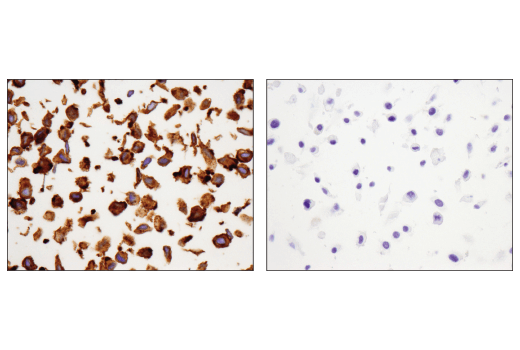 Immunohistochemistry Image 4: NCAM-L1 (D5D3K) Rabbit Monoclonal Antibody (BSA and Azide Free)
