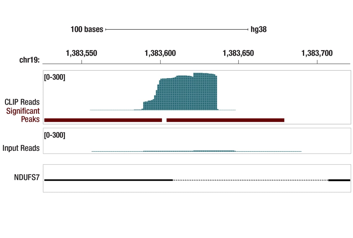 eCLIP Image 1: eIF2 alpha (D7D3) Rabbit Monoclonal Antibody