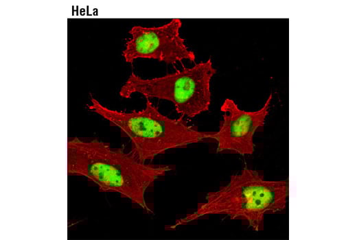 Immunofluorescence Image 1: PCNA (D3H8P) Rabbit Monoclonal Antibody