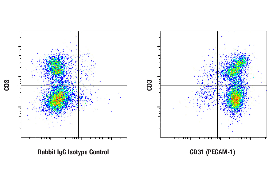 Flow Cytometry Image 1: CD31 (PECAM-1) (F2N3M) Rabbit Monoclonal Antibody