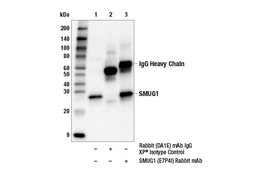 Immunoprecipitation Image 1: SMUG1 (E7P4I) Rabbit Monoclonal Antibody