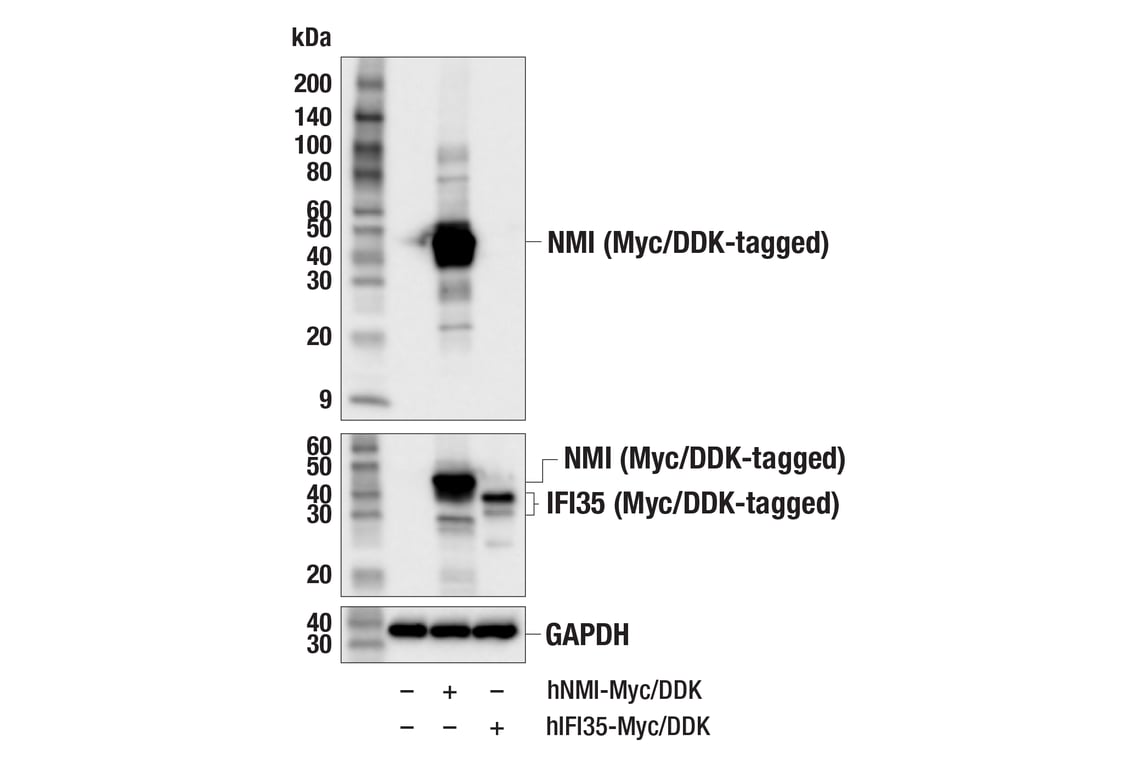 Western Blotting Image 3: NMI (F6F5E) Rabbit Monoclonal Antibody