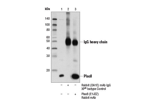 Immunoprecipitation Image 1: Plac8 (E1J2Z) Rabbit Monoclonal Antibody