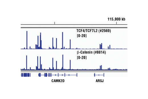 Chromatin Immunoprecipitation Image 1: TCF4/TCF7L2 (C48H11) Rabbit Monoclonal Antibody