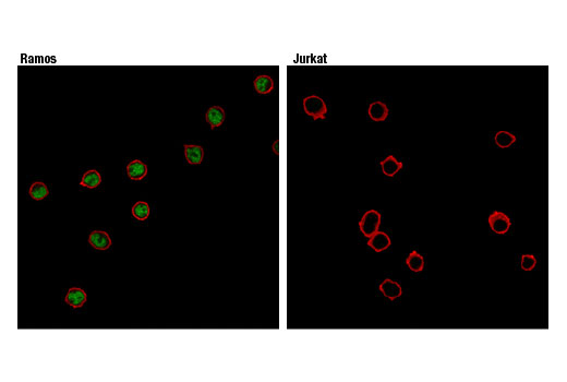 Immunofluorescence Image 1: BCL6 (D4I2V) Rabbit Monoclonal Antibody