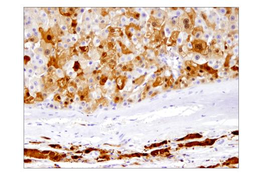 Immunohistochemistry Image 3: Arginase-1 (D4E3M) Rabbit Monoclonal Antibody (BSA and Azide Free)