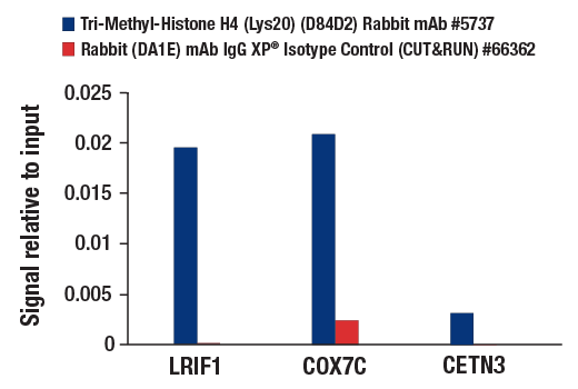 CUT & RUN Image 3: Tri-Methyl-Histone H4 (Lys20) (D84D2) Rabbit Monoclonal Antibody