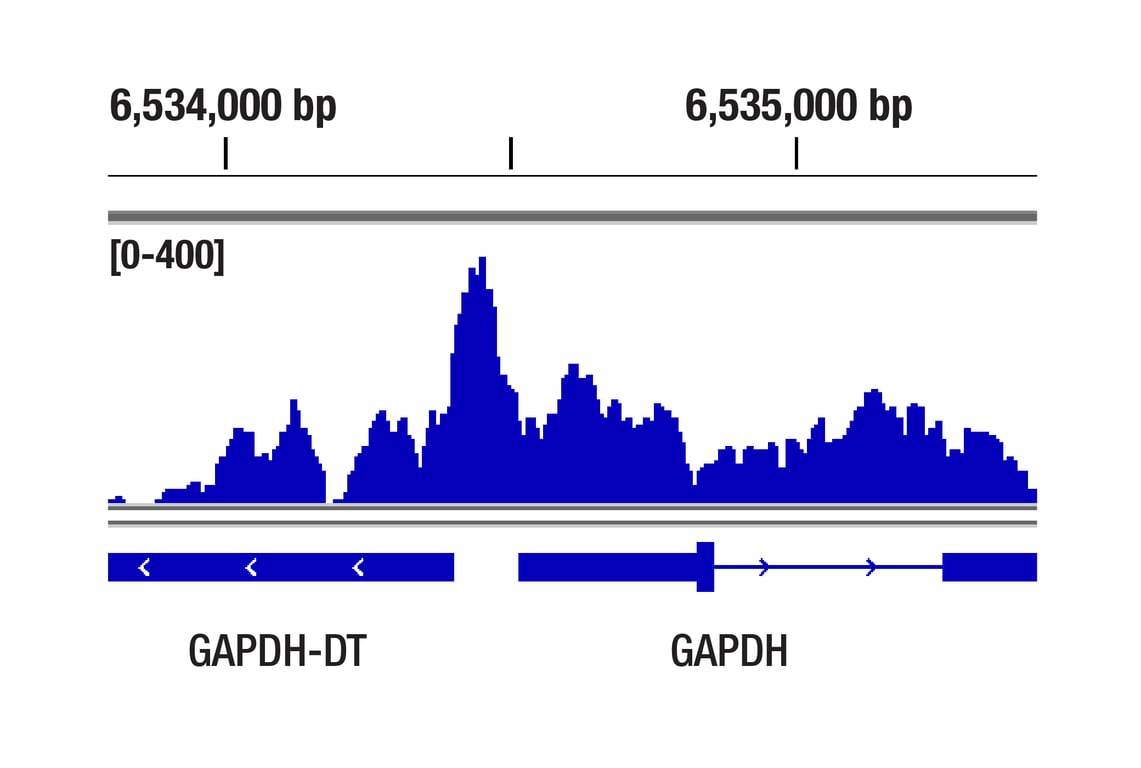 CUT & Tag Image 1: ZMYND11/BS69 (E7P9O) Rabbit Monoclonal Antibody
