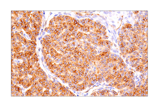 Immunohistochemistry Image 10: Connexin 43 (E7N2R) XP<sup>®</sup> Rabbit mAb (BSA and Azide Free)