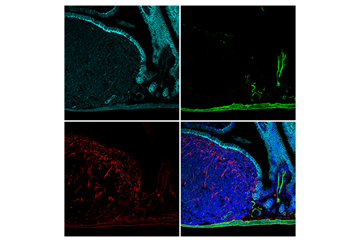 Immunofluorescence Image 2: COL1A1 (E8F4L) Rabbit Monoclonal Antibody (Alexa Fluor<sup>®</sup> 647 Conjugate)