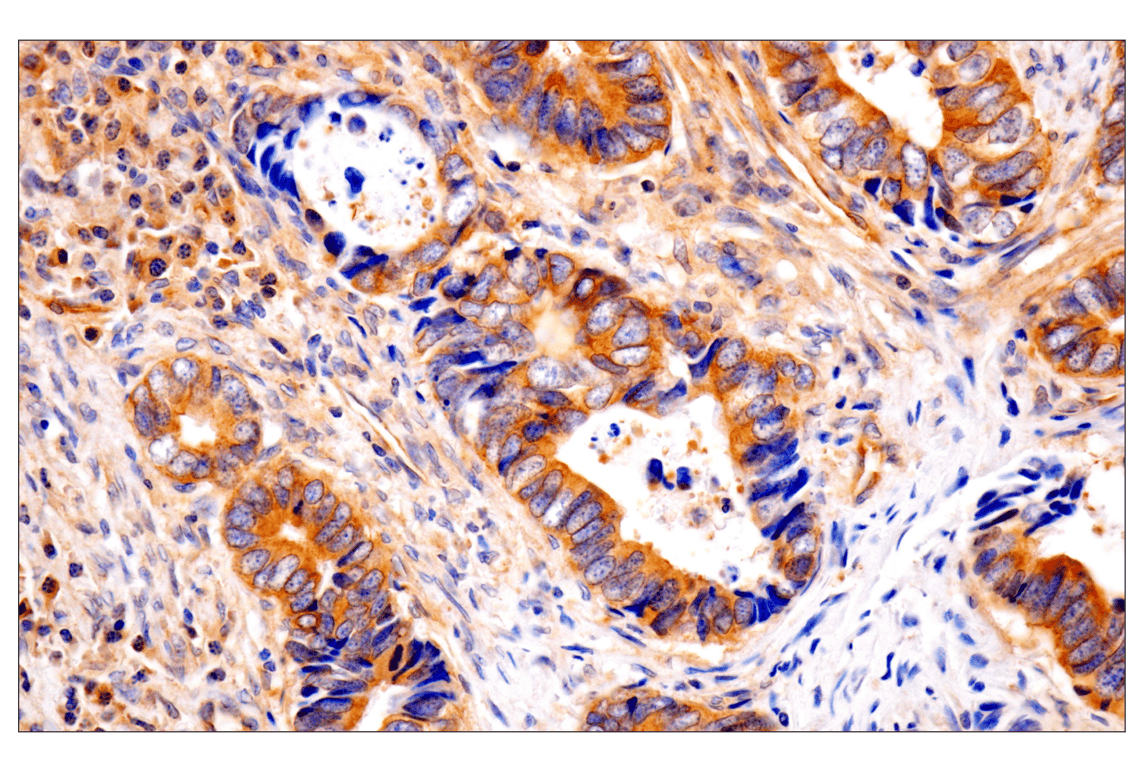 Immunohistochemistry Image 5: Numb (F2P3P) Rabbit Monoclonal Antibody