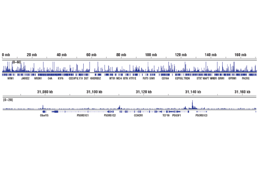 Chromatin Immunoprecipitation Image 2: PRDM14 (E1D5S) Rabbit Monoclonal Antibody