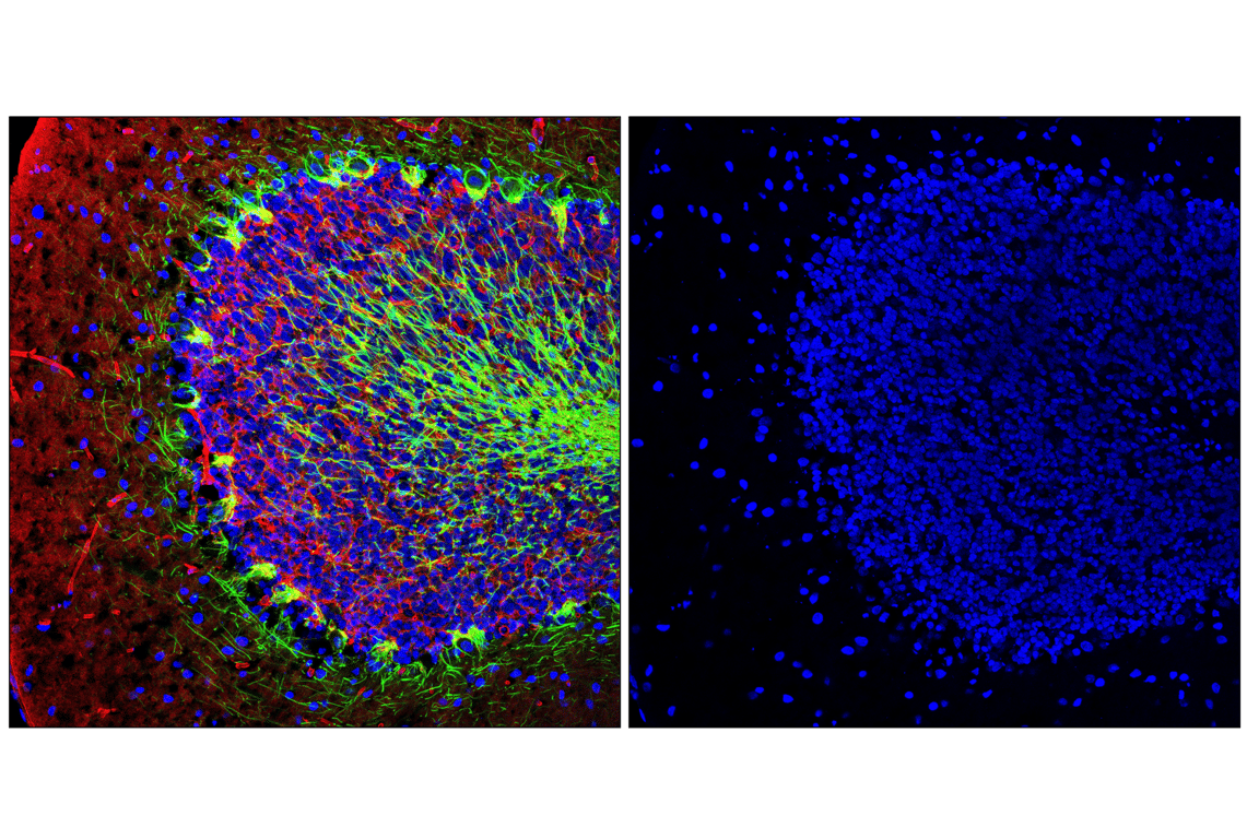 Immunofluorescence Image 2: Histone H3 (1B1B2) Mouse Monoclonal Antibody