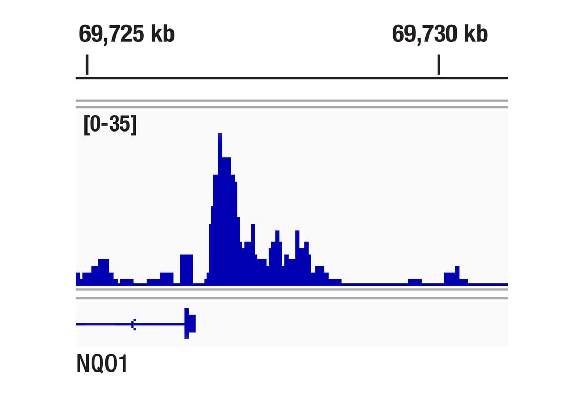 Chromatin Immunoprecipitation Image 1: BACH1 (E4E7B) Rabbit Monoclonal Antibody