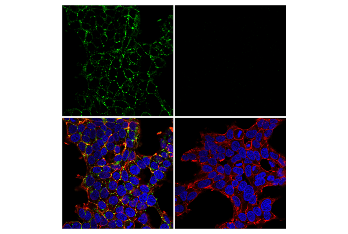 Immunofluorescence Image 2: Connexin 43 (E7N2R) XP<sup>®</sup> Rabbit mAb (BSA and Azide Free)