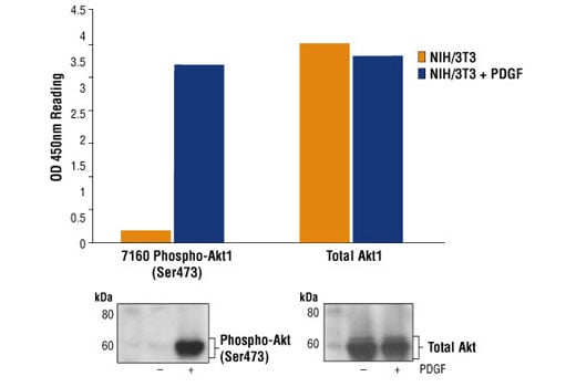 ELISA Image 2: PathScan<sup>®</sup> Phospho-Akt1 (Ser473) Sandwich ELISA Kit