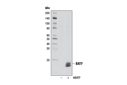 Western Blotting Image 2: BATF (D7C5) Rabbit Monoclonal Antibody (BSA and Azide Free)