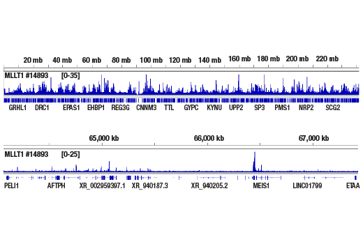 CUT & RUN Image 2: MLLT1/ENL (D9M4B) Rabbit Monoclonal Antibody