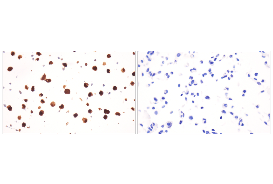 Immunohistochemistry Image 17: FKBP5 (F1G3I) Rabbit Monoclonal Antibody
