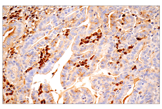 Immunohistochemistry Image 4: IgA (N1CLA) Mouse Monoclonal Antibody
