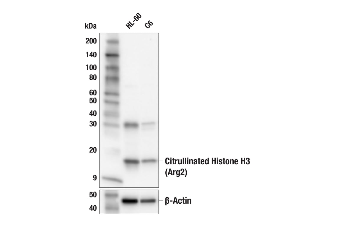 Western Blotting Image 2: Citrullinated Histone H3 (Arg2) (F3C9B) Rabbit Monoclonal Antibody (BSA and Azide Free)