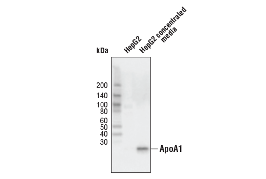 Western Blotting Image 1: ApoA1 (5F4) Mouse mAb