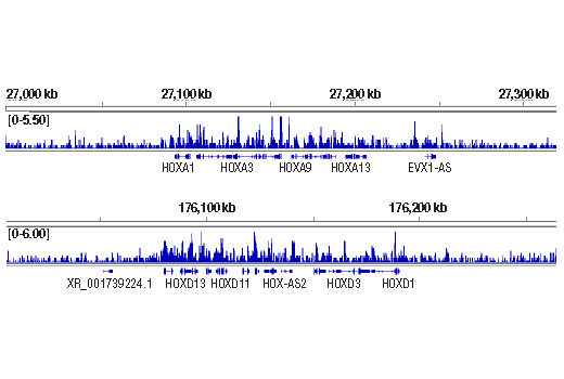 undefined Image 16: SET1/COMPASS Antibody Sampler Kit