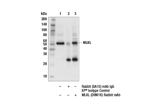 Immunoprecipitation Image 1: MLKL (D6W1K) Rabbit Monoclonal Antibody
