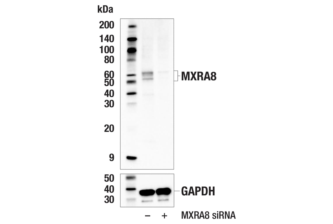Western Blotting Image 2: MXRA8 (E7K5Q) Rabbit Monoclonal Antibody