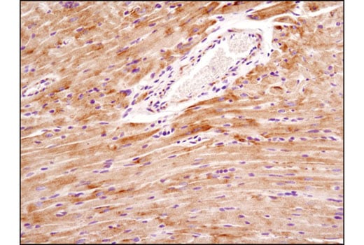 Immunohistochemistry Image 2: Mitofusin-2 (D2D10) Rabbit Monoclonal Antibody (BSA and Azide Free)