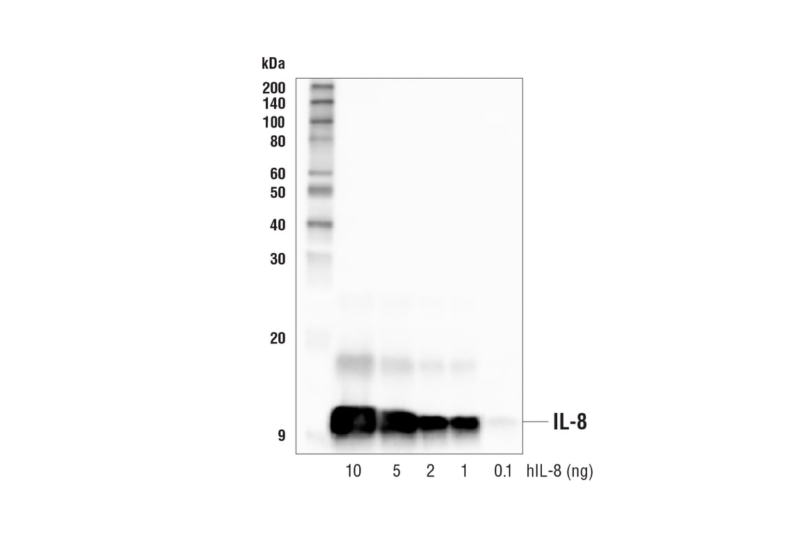 Western Blotting Image 2: IL-8 (E5F5Q) Rabbit Monoclonal Antibody