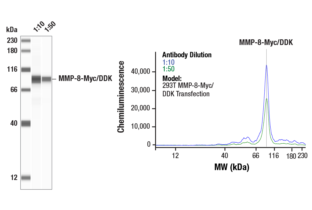 Western Blotting Image 1: Myc-Tag (9B11) Mouse Monoclonal Antibody