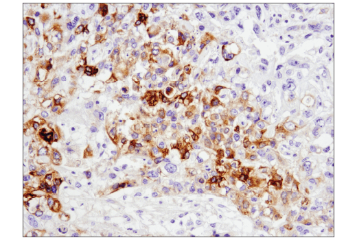 Immunohistochemistry Image 1: GAS6 (D3A3G) Rabbit Monoclonal Antibody