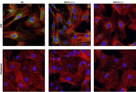 Immunofluorescence Image 1: Phospho-GSK-3 beta (Ser9) (5B3) Rabbit Monoclonal Antibody (BSA and Azide Free)