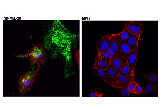 Immunofluorescence Image 1: PRNP (D3Q5C) Rabbit Monoclonal Antibody