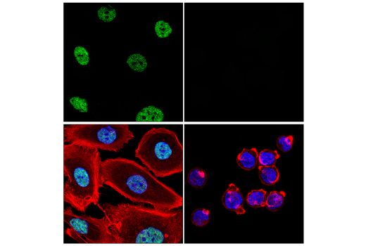 Immunofluorescence Image 1: QKI (E7O4A) Rabbit Monoclonal Antibody