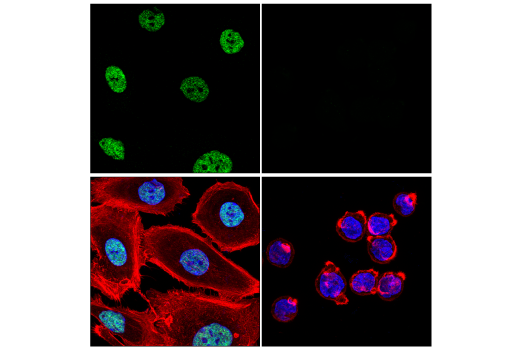 Immunofluorescence Image 1: QKI (E7O4A) Rabbit mAb