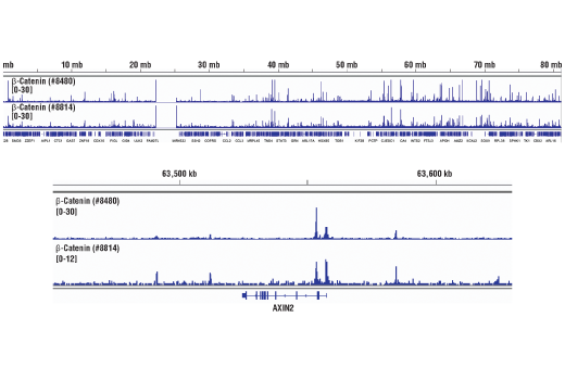 Chromatin Immunoprecipitation Image 2: beta-Catenin (D10A8) Rabbit Monoclonal Antibody