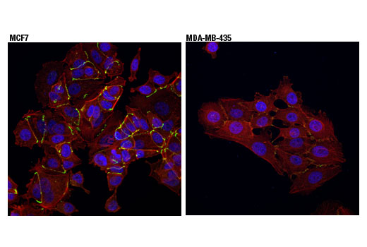 Immunofluorescence Image 1: ZO-1 (D6L1E) Rabbit Monoclonal Antibody